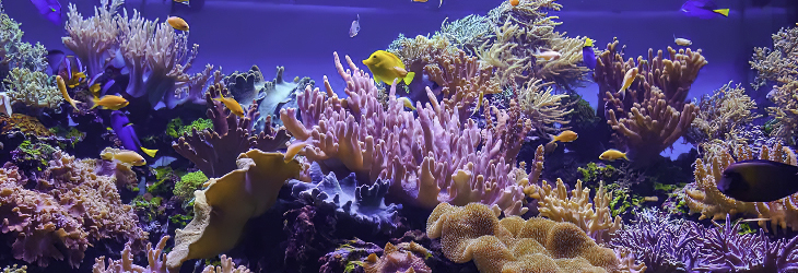 le barriere coralline