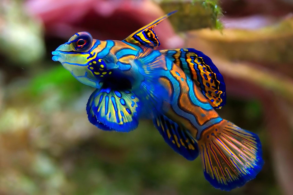 Freshwater Tropical Fish
